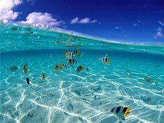 Animals - Ocean Reef Fish Wallpapers - 0.1 Wallpaper 1024x768